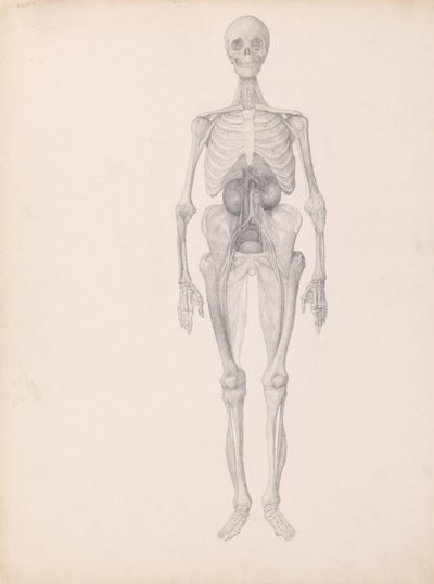 Uma exposição anatómica comparativa da estrutura do corpo humano com a de um tigre e de uma ave comum:  Figura Humana, Vista Anterior (Estudo Finalizado da Fase Final da Dissecação) de George Stubbs