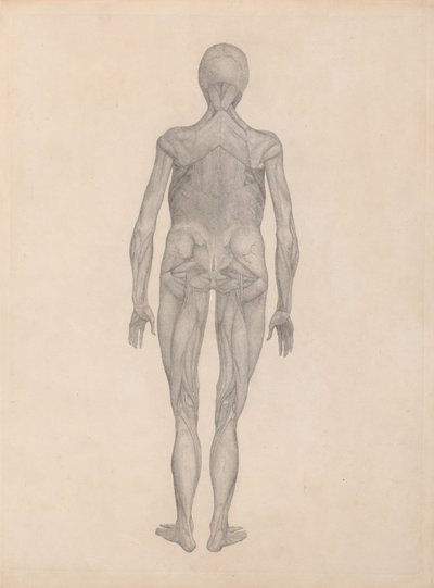 Uma exposição anatómica comparativa da estrutura do corpo humano com a de um tigre e de uma ave comum:  Figura Humana, Vista Posterior (Estudo Finalizado para uma Placa Inédita) de George Stubbs