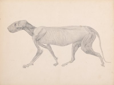 Uma exposição anatómica comparativa da estrutura do corpo humano com a de um tigre e de uma ave comum:  Corpo de Tigre, Vista Lateral (Desenho Finalizado para Tabela Inédita; Mostra a Terceira Etapa da Dissecação) de George Stubbs