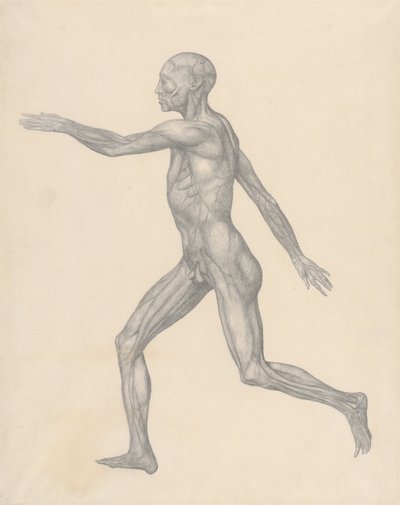 Uma exposição anatómica comparativa da estrutura do corpo humano com a de um tigre e de uma ave comum: Figura humana, vista lateral, após remoção da pele e das camadas fasciais subjacentes (estudo finalizado para a tabela XIII) de George Stubbs