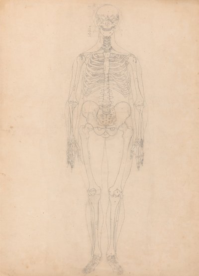 Uma exposição anatómica comparativa da estrutura do corpo humano com a de um tigre e de uma ave comum: Esqueleto humano, vista anterior de George Stubbs