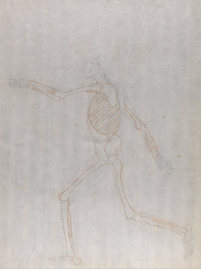 Uma exposição anatómica comparativa da estrutura do corpo humano com a de um tigre e de uma ave comum: Esqueleto Humano, Vista Lateral de George Stubbs