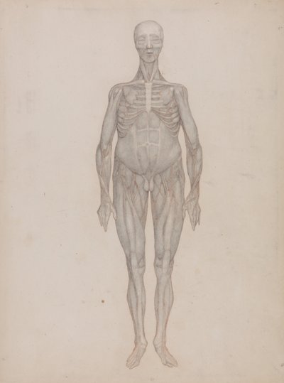 Uma exposição anatómica comparativa da estrutura do corpo humano com a de um tigre e de uma ave comum: Figura humana, vista anterior (destinada a uma placa que nunca foi publicada) de George Stubbs