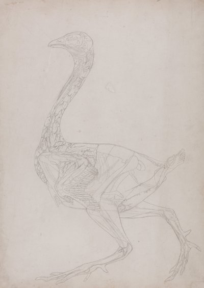 Uma exposição anatómica comparativa da estrutura do corpo humano com a de um tigre e de uma galinha comum:  Corpo de galinha, vista lateral (Desenho esquemático, relacionado com a Tabela XV) de George Stubbs