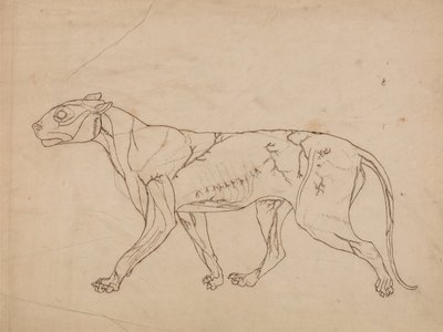 Uma exposição anatómica comparativa da estrutura do corpo humano com a de um tigre e de uma ave comum:  Corpo de Tigre, Vista Lateral (Estudo esquemático dos músculos superficiais e do seu fornecimento de sangue, provavelmente feito para uma figura-chave) de George Stubbs