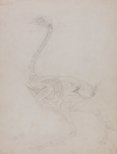 Uma exposição anatómica comparativa da estrutura do corpo humano com a de um tigre e de uma galinha comum:  Corpo de galinha, vista lateral de George Stubbs