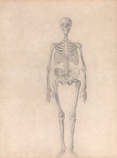 Uma exposição anatómica comparativa da estrutura do corpo humano com a de um tigre e de uma ave comum: Esqueleto Humano, Vista Anterior (Estudo Finalizado para a Tabela I) de George Stubbs