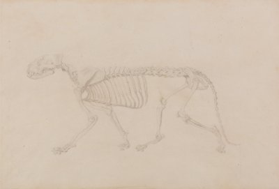 Uma exposição anatómica comparativa da estrutura do corpo humano com a de um tigre e de uma ave comum: Esqueleto de Tigre, Vista Lateral (Estudo altamente acabado para a Tabela IV) de George Stubbs