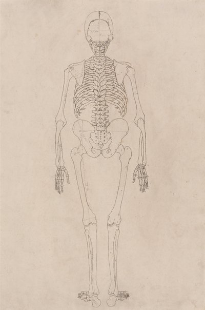 Uma exposição anatómica comparativa da estrutura do corpo humano com a de um tigre e de uma ave comum: Esqueleto Humano, Vista Posterior (Relacionado com a Tabela II) de George Stubbs