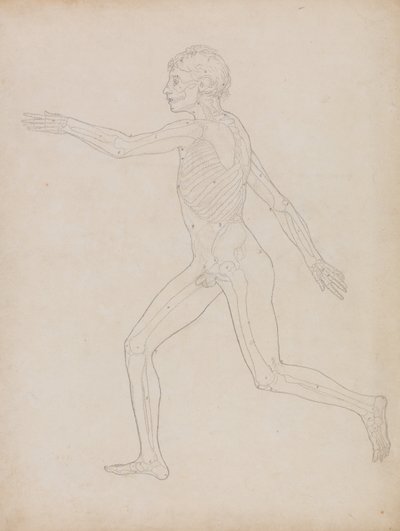 Uma exposição anatómica comparativa da estrutura do corpo humano com a de um tigre e de uma ave comum: Figura Humana, Vista Lateral de George Stubbs