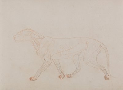 Uma exposição anatómica comparativa da estrutura do corpo humano com a de um tigre e de uma ave comum: Corpo de tigre, vista lateral (Mostra a terceira etapa da dissecação) de George Stubbs