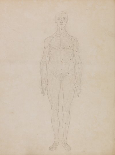 Uma exposição anatómica comparativa da estrutura do corpo humano com a de um tigre e de uma ave comum: Estudo da Figura Humana, Vista Anterior (Provavelmente relacionado com a Tabela XI) de George Stubbs