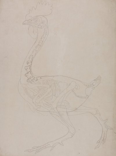 Uma exposição anatómica comparativa da estrutura do corpo humano com a de um tigre e de uma galinha comum:  Esqueleto de galinha, vista lateral de George Stubbs