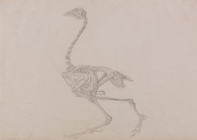 Uma exposição anatómica comparativa da estrutura do corpo humano com a de um tigre e de uma ave comum:  Esqueleto de galinha de Dorking, vista lateral (estudo finalizado para uma tabela não publicada) de George Stubbs