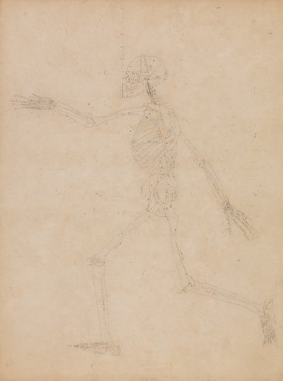 Uma exposição anatómica comparativa da estrutura do corpo humano com a de um tigre e de uma ave comum:  Esqueleto Humano, Vista Lateral de George Stubbs