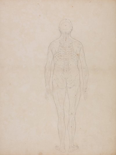 Uma exposição anatómica comparativa da estrutura do corpo humano com a de um tigre e de uma ave comum: Figura Humana, Vista Posterior de George Stubbs