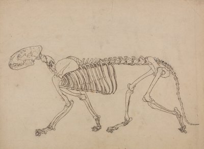 Uma exposição anatómica comparativa da estrutura do corpo humano com a de um tigre e de uma ave comum: Esqueleto de tigre, vista lateral (Estudo para o índice da Tabela IV) de George Stubbs