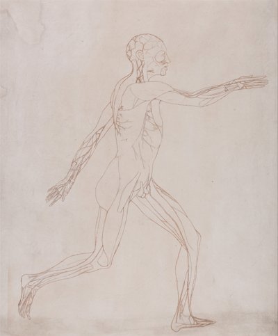 Uma exposição anatómica comparativa da estrutura do corpo humano com a de um tigre e de uma ave comum: Figura humana, vista lateral (Preparada para transferência para a placa do índice do quadro XIII) de George Stubbs