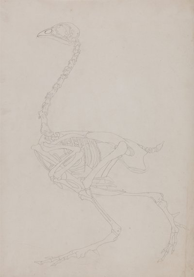 Uma exposição anatómica comparativa da estrutura do corpo humano com a de um tigre e de uma galinha comum:  Esqueleto de galinha, vista lateral de George Stubbs