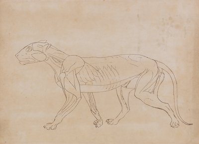 Uma exposição anatómica comparativa da estrutura do corpo humano com a de um tigre e de uma ave comum:  Corpo do Tigre, Vista Lateral (Desenho esquemático de um índice) de George Stubbs