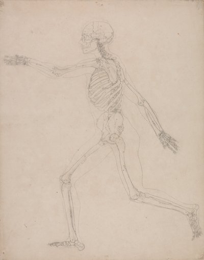 Uma exposição anatómica comparativa da estrutura do corpo humano com a de um tigre e de uma ave comum: Esqueleto Humano, Vista Lateral de George Stubbs