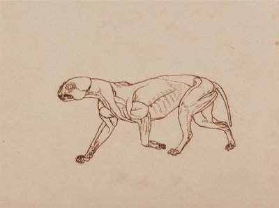 Uma exposição anatómica comparativa da estrutura do corpo humano com a de um tigre e de uma ave comum:  Corpo de Leopardo, Vista Lateral de George Stubbs