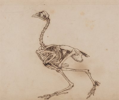 Uma exposição anatómica comparativa da estrutura do corpo humano com a de um tigre e de uma ave comum:  Esqueleto de galinha de Dorking, vista lateral (provavelmente preparado para um índice não publicado) de George Stubbs