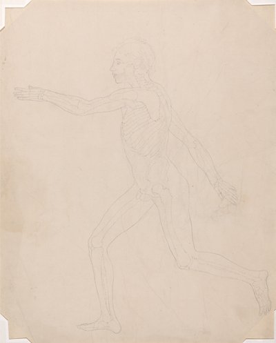 Uma exposição anatómica comparativa da estrutura do corpo humano com a de um tigre e de uma ave comum: Figura Humana, Vista Lateral de George Stubbs