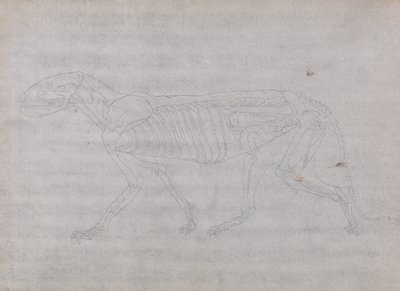 Uma exposição anatómica comparativa da estrutura do corpo humano com a de um tigre e de uma ave comum: Corpo do Tigre, Vista Lateral de George Stubbs