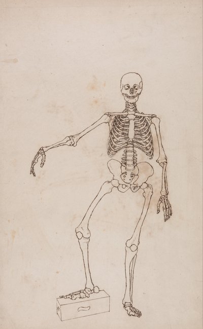 Uma exposição anatómica comparativa da estrutura do corpo humano com a de um tigre e de uma ave comum: Esqueleto humano, vista anterior de George Stubbs