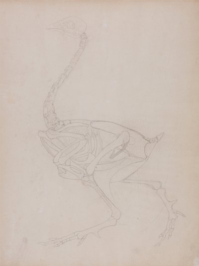 Uma exposição anatómica comparativa da estrutura do corpo humano com a de um tigre e de uma galinha comum:  Corpo de galinha, vista lateral de George Stubbs