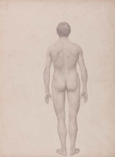Uma exposição anatómica comparativa da estrutura do corpo humano com a de um tigre e de uma ave comum: Figura Humana, Vista Posterior, Não Dissecada (Estudo Finalizado para a Tabela VII) de George Stubbs