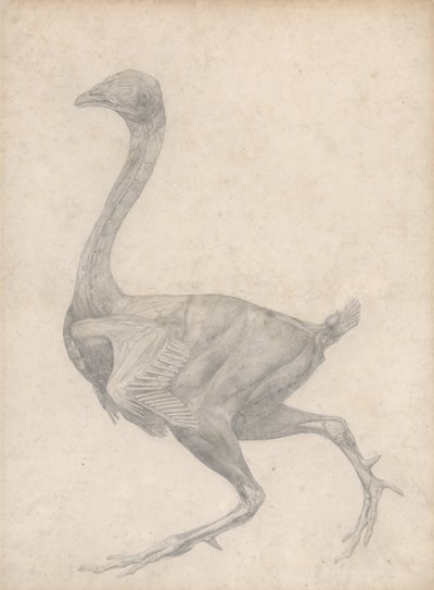Uma exposição anatómica comparativa da estrutura do corpo humano com a de um tigre e de uma galinha comum: Galinha, vista lateral, com a pele e as camadas fasciais subjacentes removidas (estudo finalizado para o Quadro XV) de George Stubbs