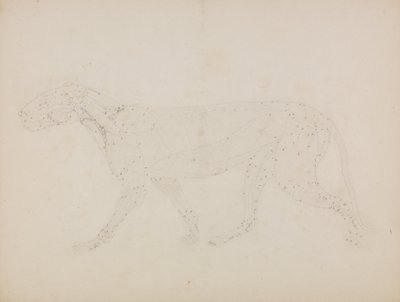 Uma exposição anatómica comparativa da estrutura do corpo humano com a de um tigre e de uma ave comum: Corpo de Tigre, Vista Lateral (Estudo das camadas superiores dos músculos e seu suprimento de sangue preparado para o índice da Tabela XIV) de George Stubbs