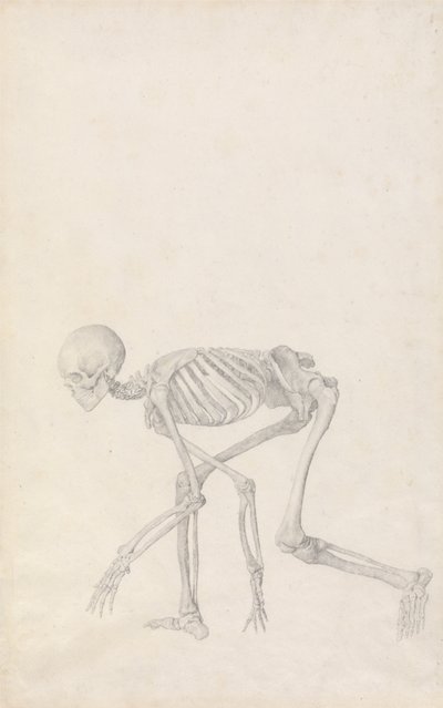 Uma exposição anatómica comparativa da estrutura do corpo humano com a de um tigre e de uma ave comum: Esqueleto Humano, Vista Lateral (em Postura Agachada; estudo finalizado para uma tabela não publicada) de George Stubbs