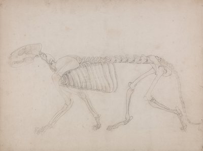 Uma exposição anatómica comparativa da estrutura do corpo humano com a de um tigre e de uma ave comum: Esqueleto de Tigre, Vista Lateral de George Stubbs