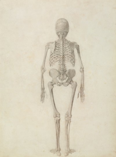 Uma exposição anatômica comparativa da estrutura do corpo humano com a de um tigre e uma ave comum: esqueleto humano, vista posterior de George Stubbs