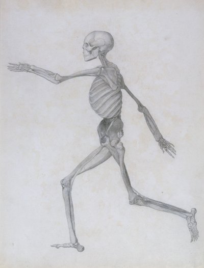 Uma Exposição Anatômica Comparativa da Estrutura do Corpo Humano com a de um Tigre e uma Ave Comum: Figura Humana, Vista Lateral, 1795-1806 de George Stubbs