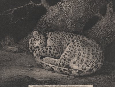Um leopardo adormecido de George Stubbs