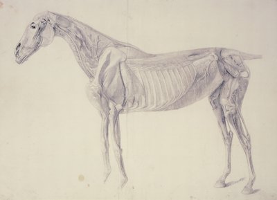 Diagrama da anatomia do cavalo de George Stubbs