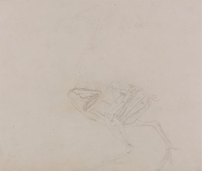 Dorking Hen Body, Lateral View (Estudo dos músculos do corpo e dos membros numa fase posterior da dissecação) de George Stubbs