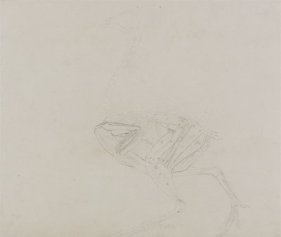 Dorking Hen Body, vista lateral, de uma exposição anatômica comparativa da estrutura do corpo humano com a de um tigre e uma ave comum, 1795-1806 (grafite em papel fino) de George Stubbs