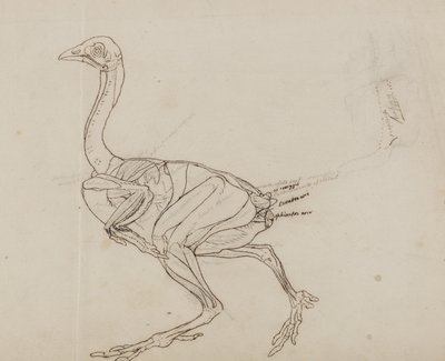 Corpo de galinha dorking, vista lateral, de &39;Uma exposição anatômica comparativa da estrutura do corpo humano com a de um tigre e uma ave comum&39; de George Stubbs