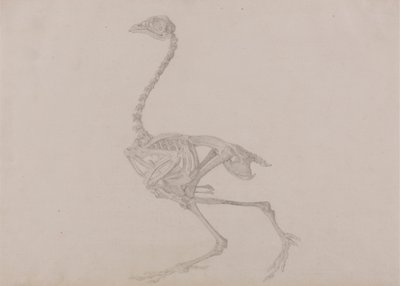 Esqueleto de Hen Dorking, Vista Lateral (Estudo acabado para uma mesa não publicada) de George Stubbs