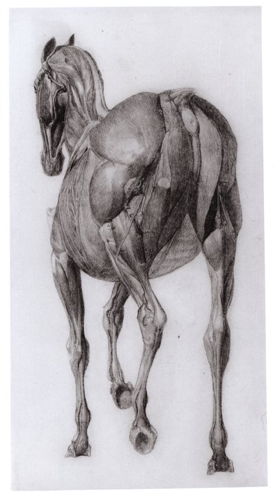 Vista dorsal da estrutura muscular de um cavalo progressivamente dissecado, estudo nº 7 de The Anatomy of the Horse, 1766 de George Stubbs