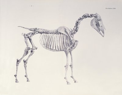 Primeira tabela de esqueleto, da "anatomia do cavalo" de George Stubbs