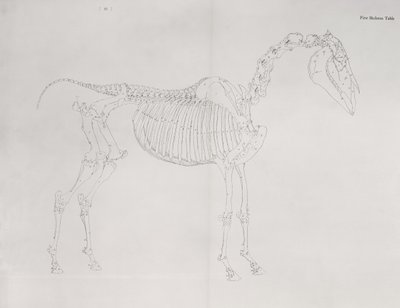 Primeira tabela de esqueleto, da "anatomia do cavalo" de George Stubbs