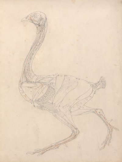 Corpo de galinha, Vista Lateral (Estudo para o índice da Tabela XV) de George Stubbs