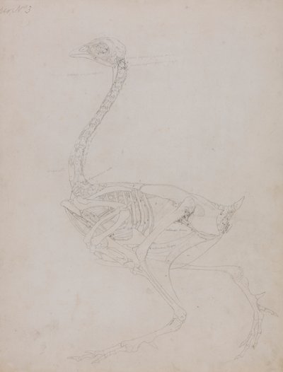 Corpo de ave, Vista Lateral de George Stubbs