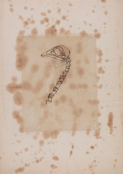 Cabeça e pescoço de galinha, vista lateral de George Stubbs